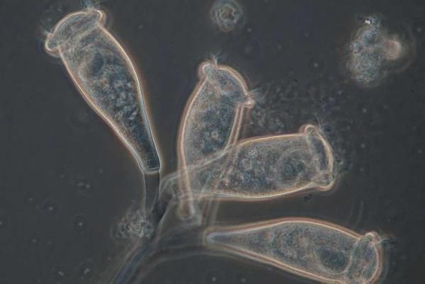 Foto de Genética, Fisiología y Microbiología